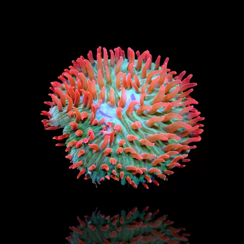 Fungia sp Ultra Green - Red Polypkopen | Coralandfishstore.nl