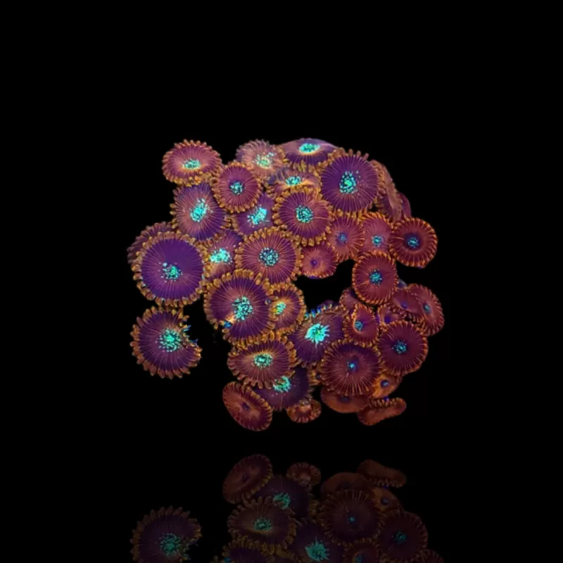 Zoanthus Magicians kopen | Coralandfishstore.nl Zoanthus Magicians kopen | Coralandfishstore.nl