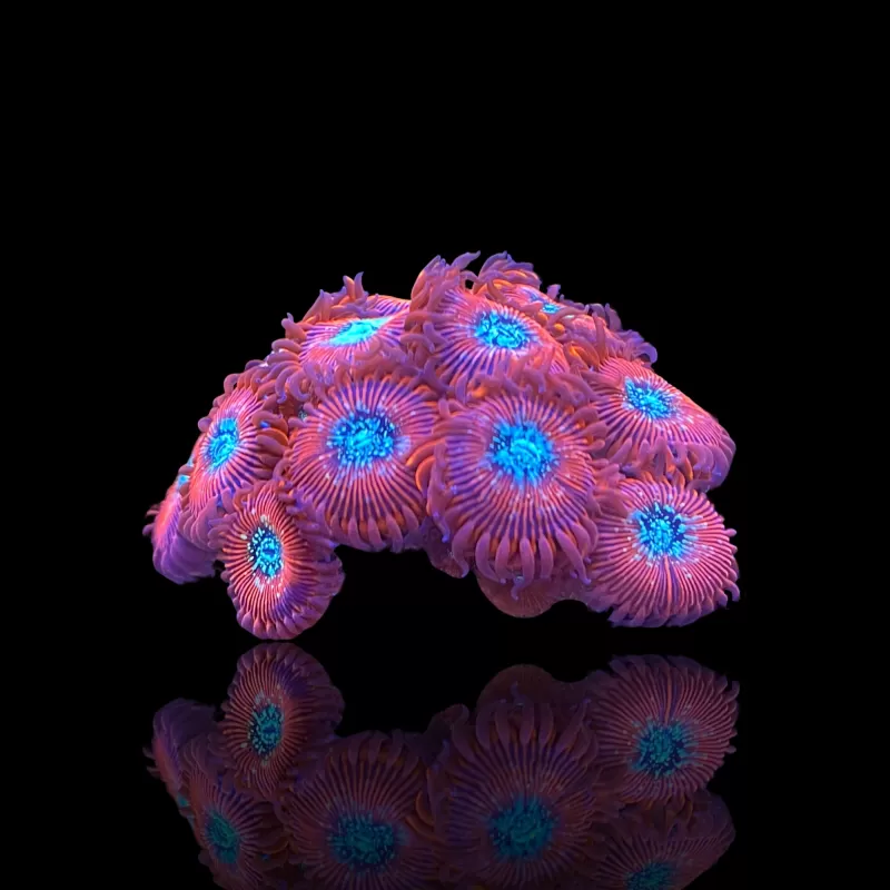 Zoanthus Magicians kopen | Coralandfishstore.nl Zoanthus Magicians kopen | Coralandfishstore.nl