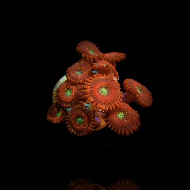 Zoanthus Magicians kopen | Coralandfishstore.nl Zoanthus Magicians kopen | Coralandfishstore.nl
