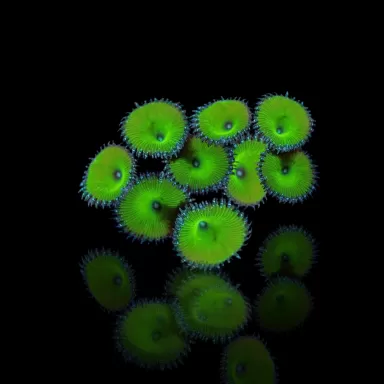 Bestellen Sie Protopalythoa spp Green (XL) ? l Coralandfishstore.nl