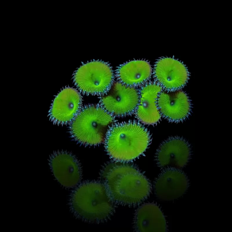 Bestellen Sie Protopalythoa spp Green (XL) ? l Coralandfishstore.nl Bestellen Sie Protopalythoa spp Green (XL) ? l Coralandfishstore.nl