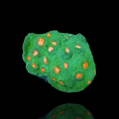 WYSIWYG-30 Echinophyllia Ultra Green with orange spots