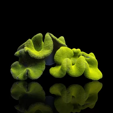 Stichodactyla gigantea Grüne Teppichanemone M-Größe | Coralandfishstore.nl