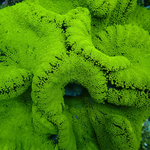 Stichodactyla gigantea Grüne Teppichanemone M-Größe | Coralandfishstore.nl