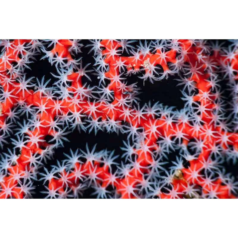 Diodogorgia Nodulifera Rot (M) bestellen? l Coralandfishstore.nl Diodogorgia Nodulifera Rot (M) bestellen? l Coralandfishstore.nl
