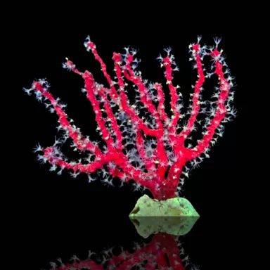 Diodogorgia Nodulifera Red