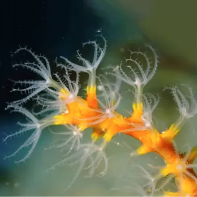 Diodogorgia Nodulifera Yellow   kopen | Coralandfishstore.nl