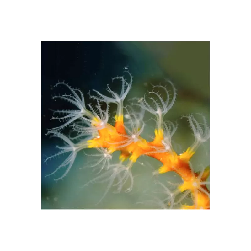 Kaufen Sie Diodogorgia Nodulifera Gelb (M) | Coralandfishstore.nl Kaufen Sie Diodogorgia Nodulifera Gelb (M) | Coralandfishstore.nl