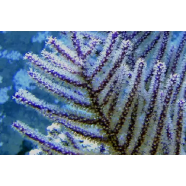 Muriceopsis flavida Purple Bush Gorgonian  M-size kopen | Coralandfishstore.nl