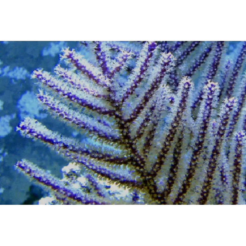 Muriceopsis flavida Purple Bush Gorgonian M-size kopen | Coralandfishstore.nl Muriceopsis flavida Purple Bush Gorgonian M-size kopen | Coralandfishstore.nl