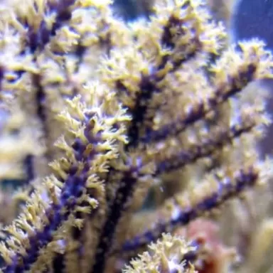 Kaufen Sie Muriceopsis flavida Purple Bush Gorgonian M-Size | Coralandfishstore.nl