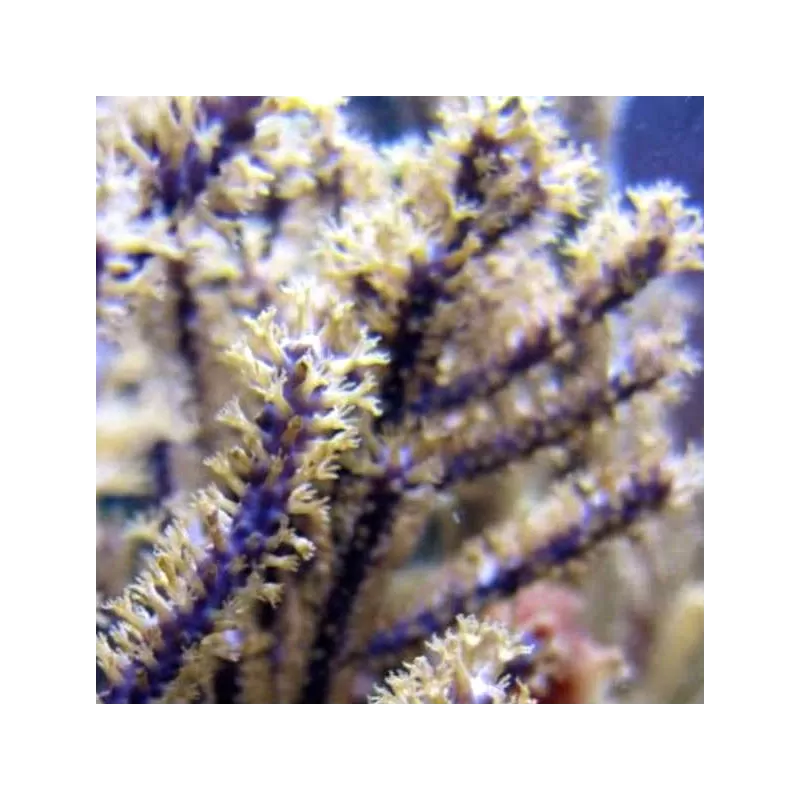 Muriceopsis flavida Purple Bush Gorgonian Muriceopsis flavida Purple Bush Gorgonian