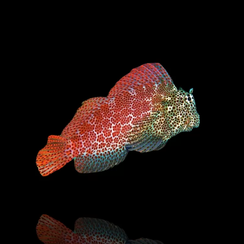 Exalias brevis kopen ? Snel in huis Coralandfishstore Exalias brevis kopen ? Snel in huis Coralandfishstore