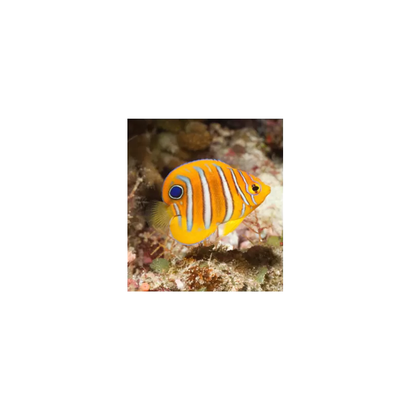 Pygoplites Diacanthus Red Sea Juv (T) Pygoplites Diacanthus Red Sea Juv (T)