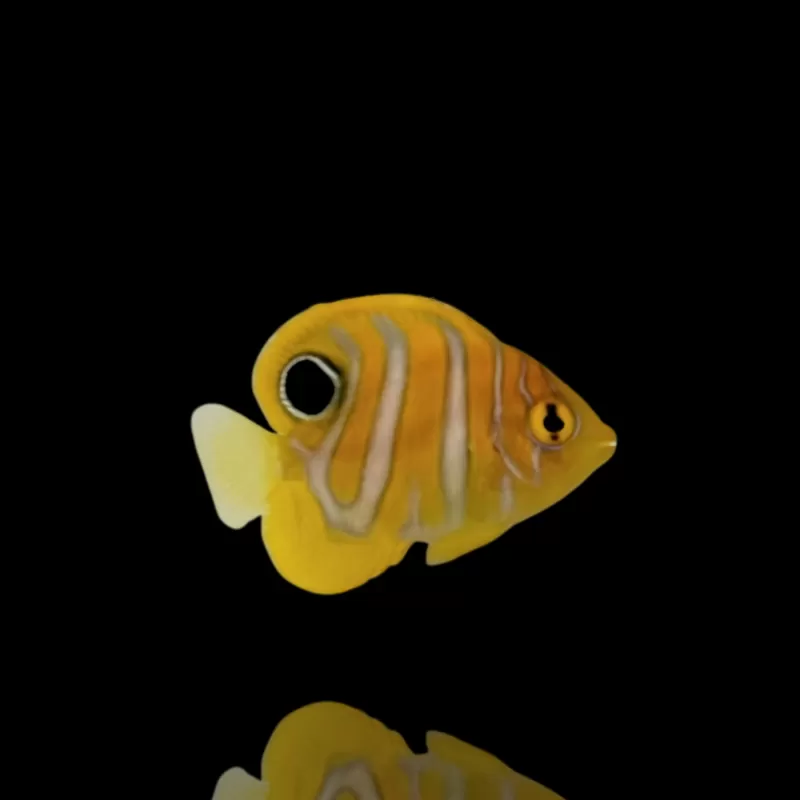 Bestellen Sie Pygoplites Diacanthus Red Sea Juv (T)? l Coralandfishstore.nl Bestellen Sie Pygoplites Diacanthus Red Sea Juv (T)? l Coralandfishstore.nl