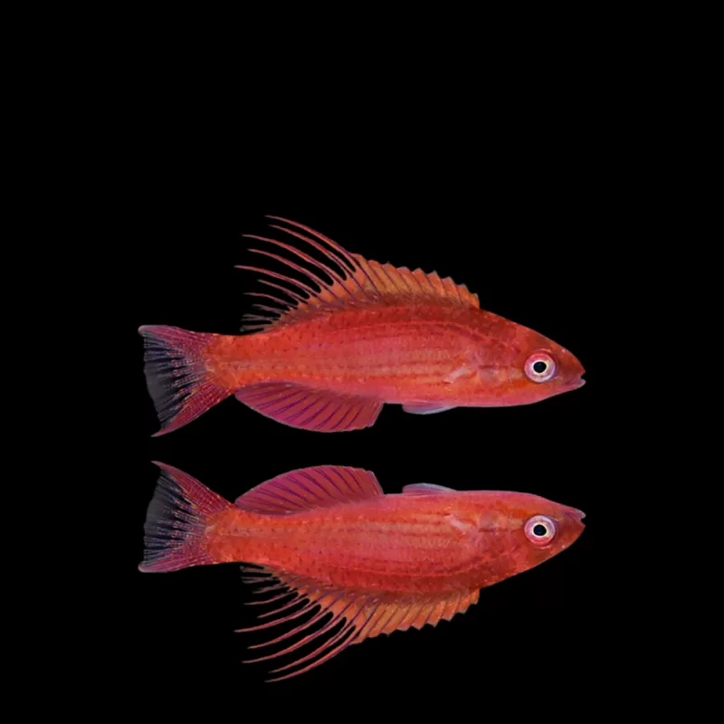 Paracheilinus Cyaneus | Coralandfishstore.nl Paracheilinus Cyaneus | Coralandfishstore.nl
