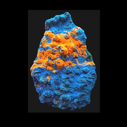 WYSIWYG koraal - Acanthastrea echinata - marmer orange kopen ? | Coralandfishstore