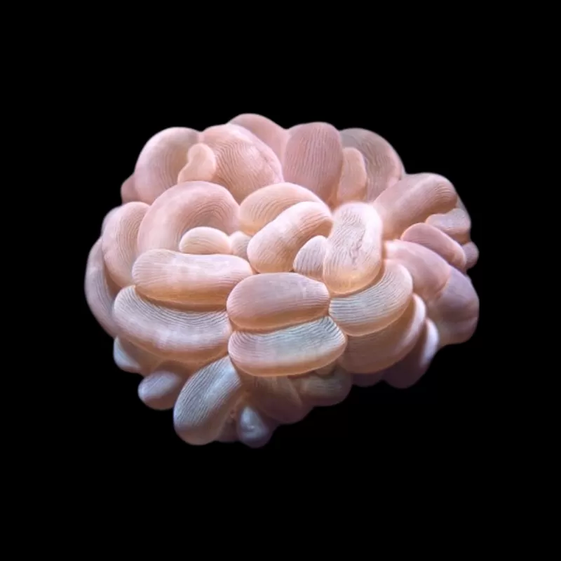 Plerogyra Sinuosa | Coralandfishstore.nl Plerogyra Sinuosa | Coralandfishstore.nl