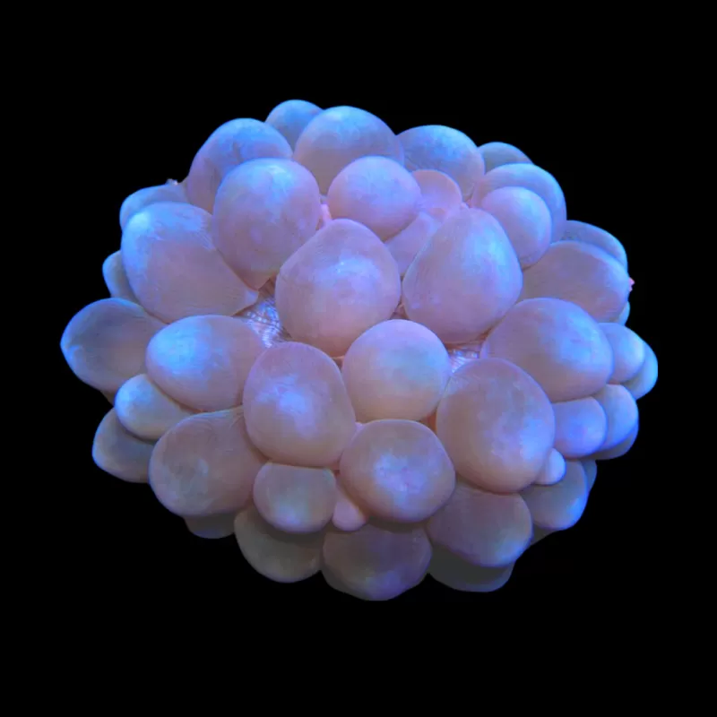 Plerogyra Sinuosa | Coralandfishstore.nl Plerogyra Sinuosa | Coralandfishstore.nl
