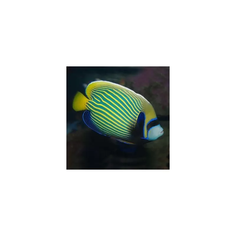 Pomacanthus Imperator (L) Pomacanthus Imperator (L)