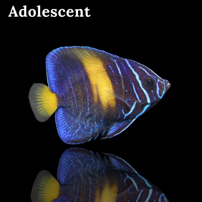 Pomacanthus Asfur l Coralandfishstore.nl Pomacanthus Asfur l Coralandfishstore.nl