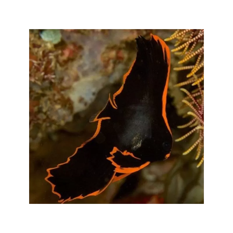 platax pinnatus M platax pinnatus M
