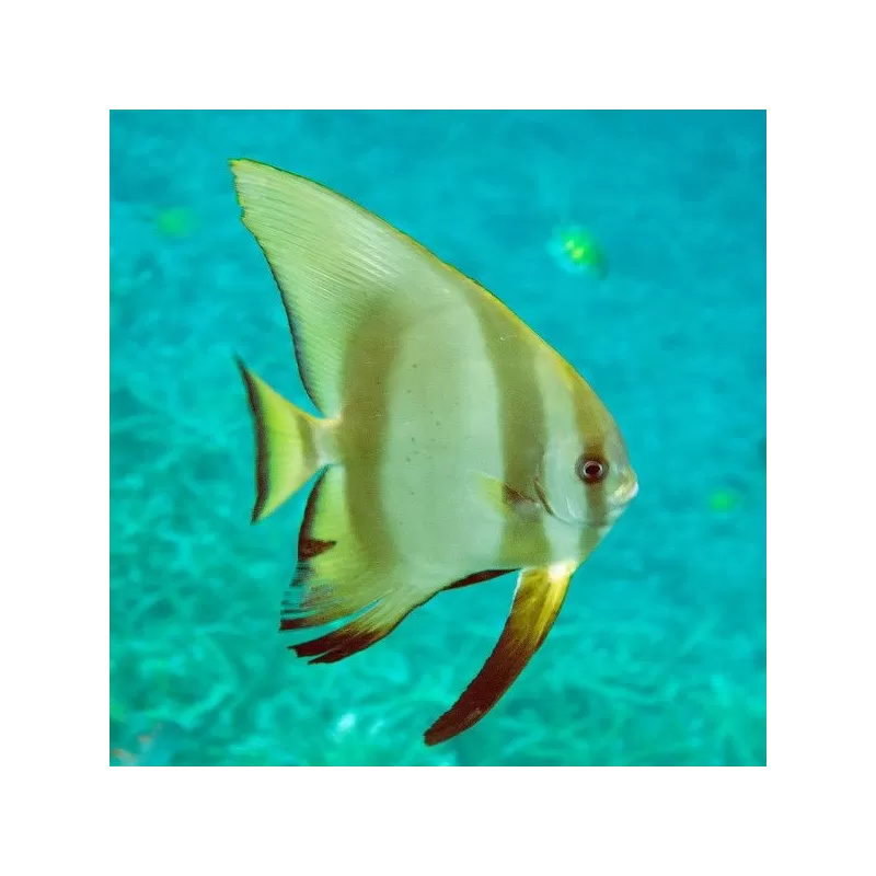 platax pinnatus M platax pinnatus M