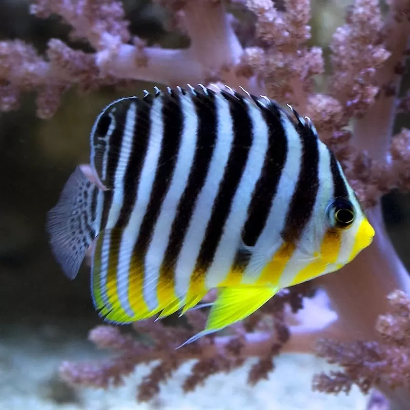 Paracentropyge Multifasciata Paracentropyge Multifasciata