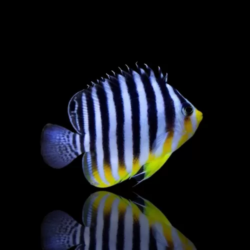 Paracentropyge Multifasciata | Coralandfishstore.nl