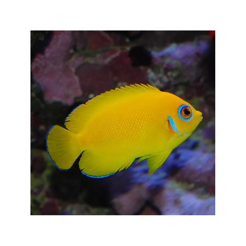 Centropyge Flavissima Centropyge Flavissima