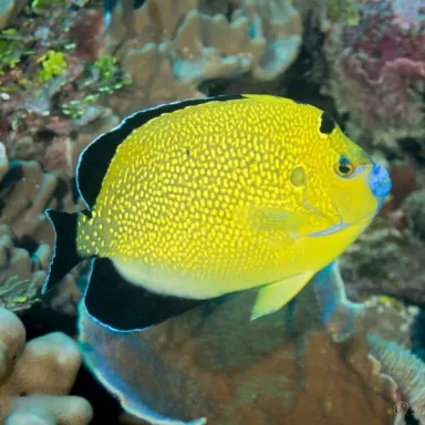 apolemichthys xanthopunctatus L