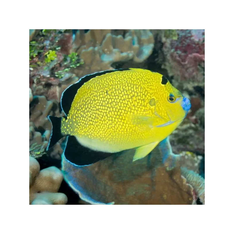 apolemichthys xanthopunctatus L apolemichthys xanthopunctatus L