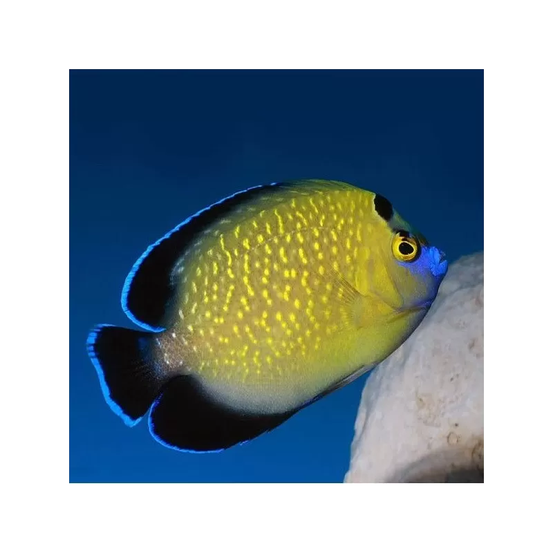 apolemichthys xanthopunctatus L apolemichthys xanthopunctatus L