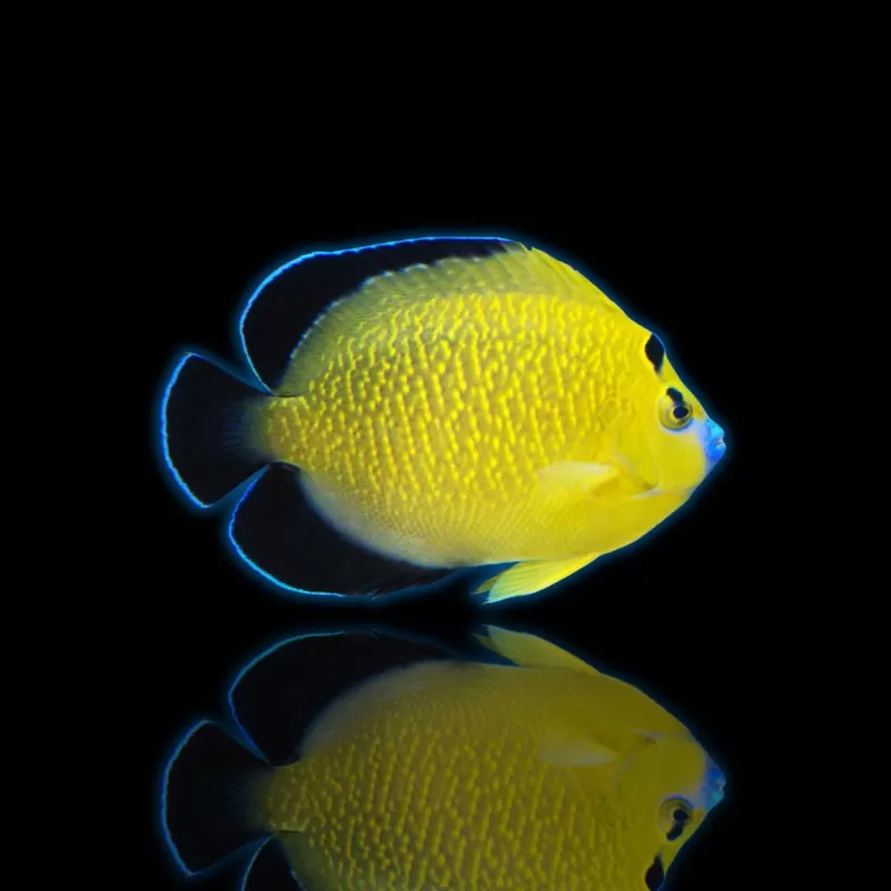 Apolemichthys Xanthopunctatus| Coralandfishstore.nl