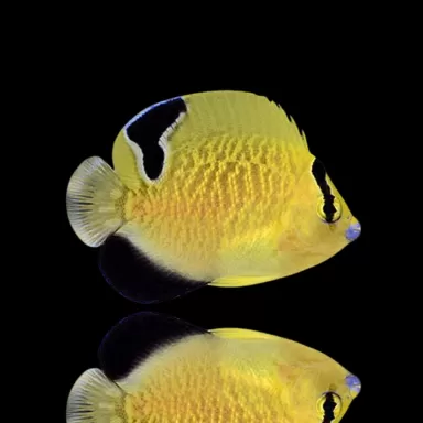 Apolemichthys Xanthopunctatus| Coralandfishstore.nl