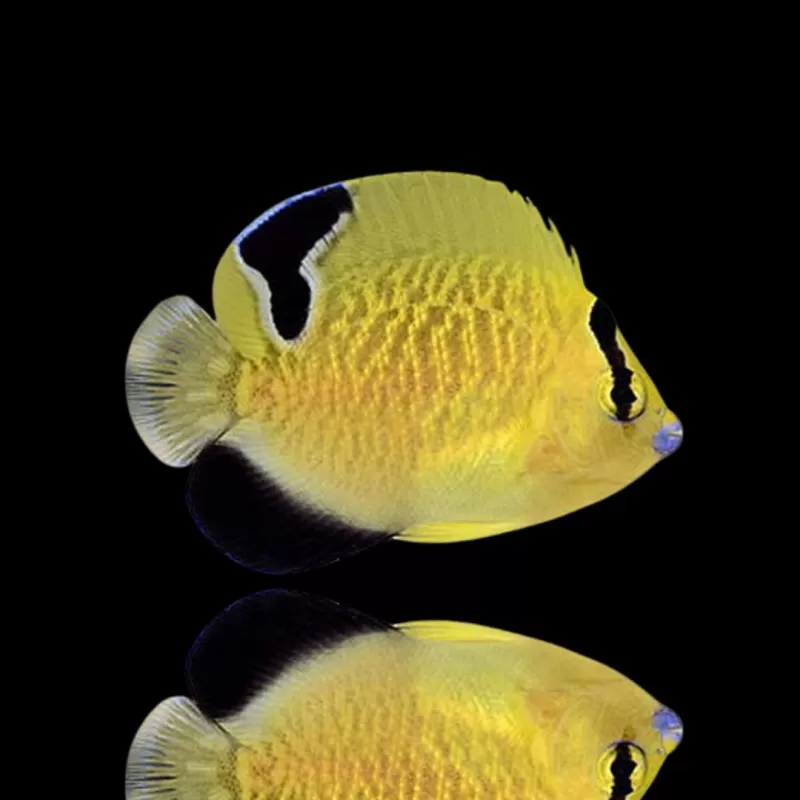 Apolemichthys Xanthopunctatus| Coralandfishstore.nl Apolemichthys Xanthopunctatus| Coralandfishstore.nl