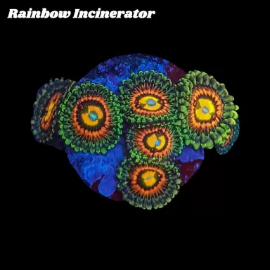 Zoanthus Rainbow Incinerator