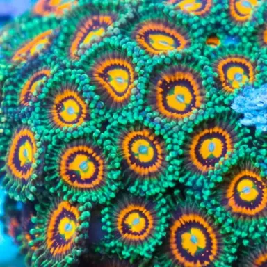 Möchten Sie Zoanthus Rainbow Incinerator kaufen? | Corallandfishstore