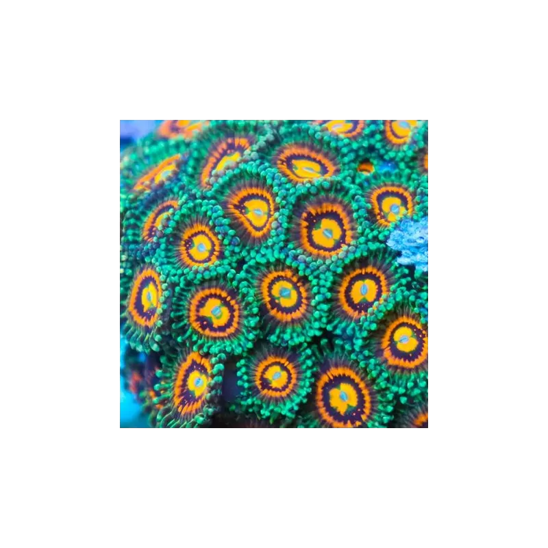 Zoanthus Rainbow Incinerator kopen? | Coralandfishstore Zoanthus Rainbow Incinerator kopen? | Coralandfishstore