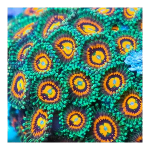 Möchten Sie Zoanthus Rainbow Incinerator kaufen? | Corallandfishstore