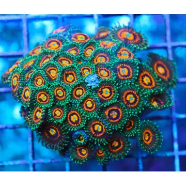 Zoanthus Rainbow Incinerator kopen? | Coralandfishstore
