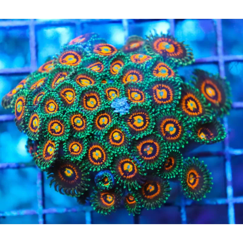 Zoanthus Rainbow Incinerator kopen? | Coralandfishstore Zoanthus Rainbow Incinerator kopen? | Coralandfishstore