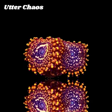 Zoanthus Utter chaos kopen? | Coralandfishstore