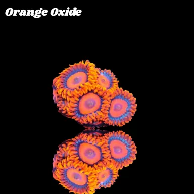 Zoanthus Orange Oxide Frag S-size kopen | Coralandfishstore.nl