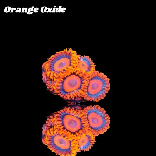 Kaufen Sie Zoanthus Orange Oxide Frag S-Größe | Coralandfishstore.nl