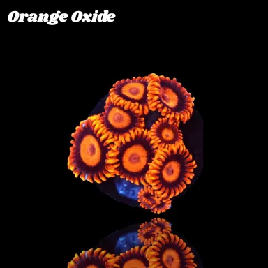 Kaufen Sie Zoanthus Orange Oxide Frag S-Größe | Coralandfishstore.nl