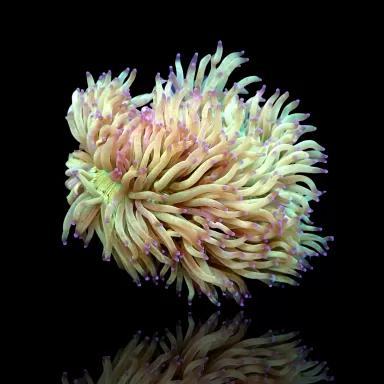 Catalaphyllia Jardinei sp. Yellow/White kopen? | Coralandfishstore