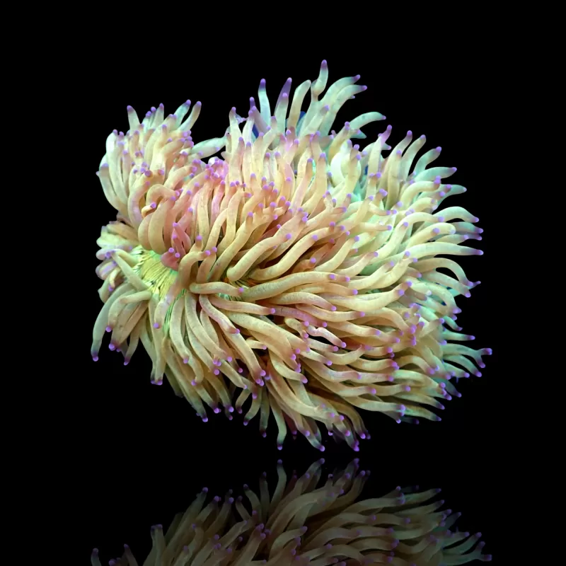 Catalaphyllia Jardinei sp. Yellow/White kopen? | Coralandfishstore Catalaphyllia Jardinei sp. Yellow/White kopen? | Coralandfishstore