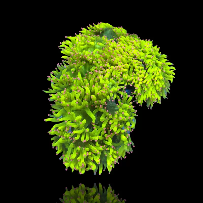 Catalaphyllia Jardinei sp. Yellow/White kopen? | Coralandfishstore Catalaphyllia Jardinei sp. Yellow/White kopen? | Coralandfishstore